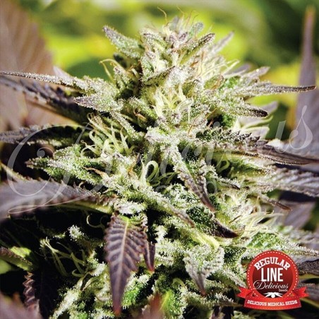 Plante de marijuana Caramelo Régulière