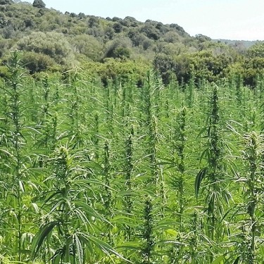 KC Dora grande productrice de graines et CBD - Grow Barato