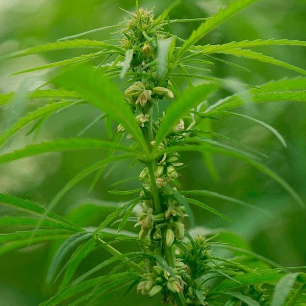 Voir Plante de cannabis Santhica 70