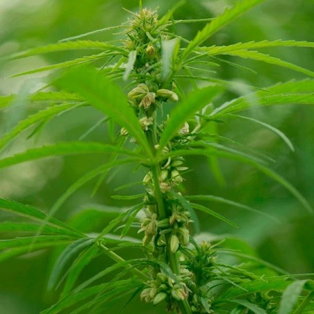 Plante de cannabis Santhica 70