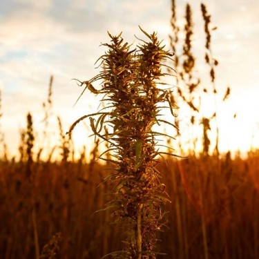 Plante de cannabis Zenit