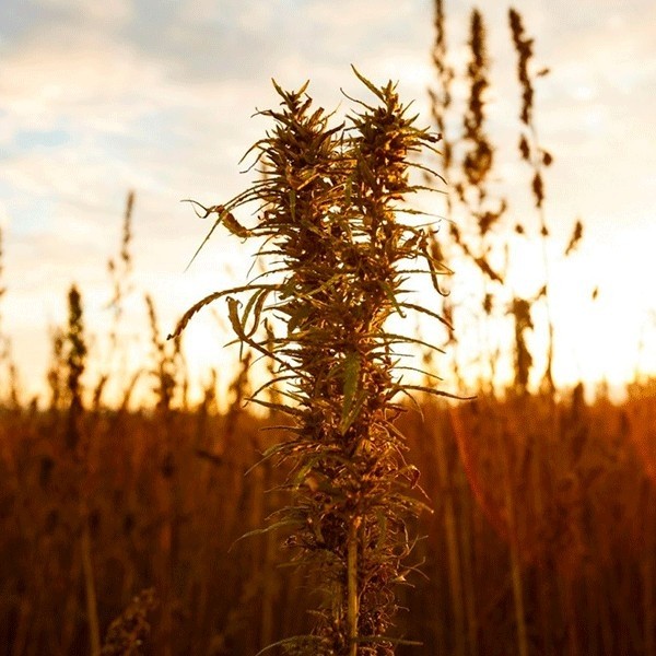 Plante de cannabis Zenit