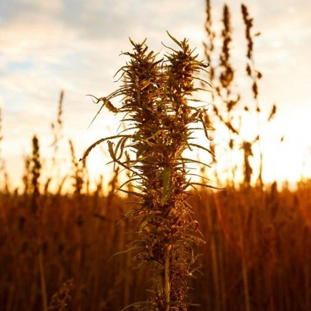 Plante de cannabis Zenit