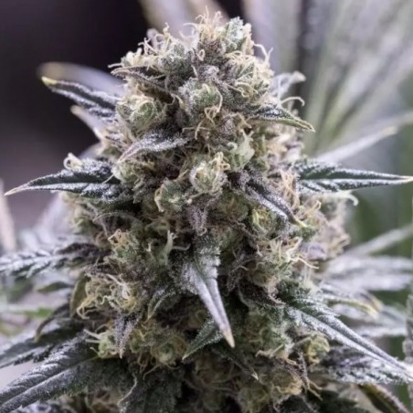 Plante de cannabis Quick Dinamed CBD