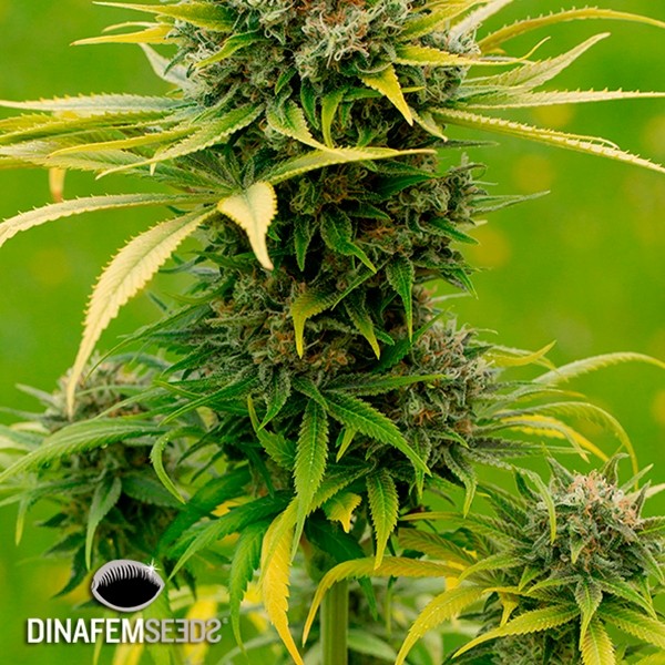 Voir Plante de cannabis Dinamed CBD Plus