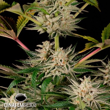 Plante de marijuana Ocean Grown Cookies