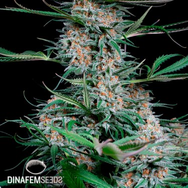 Quick Critical + Plante de cannabis
