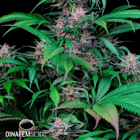 Plante de cannabis Quick Kush