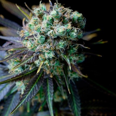 Plante de marijuana Dinamed CBD