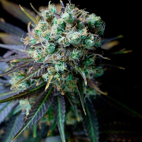 Plante de marijuana Dinamed CBD