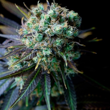 Plante de marijuana Dinamed CBD