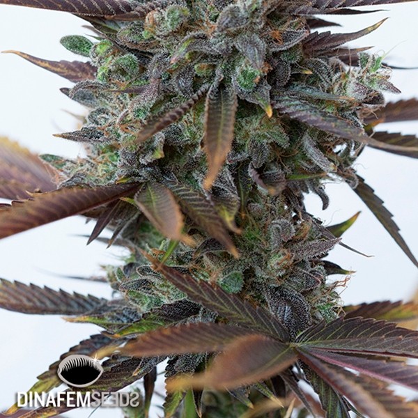 Voir Purple Orange CBD Plante de marijuana