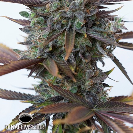 Purple Orange CBD Plante de marijuana