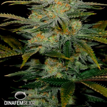 Amnesia CBD Plante de marijuana