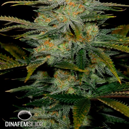 Amnesia CBD Plante de marijuana