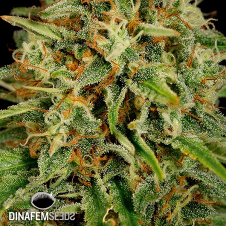 Plante de marijuana Strawberry Amnesia