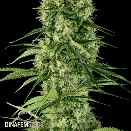 Santa Sativa