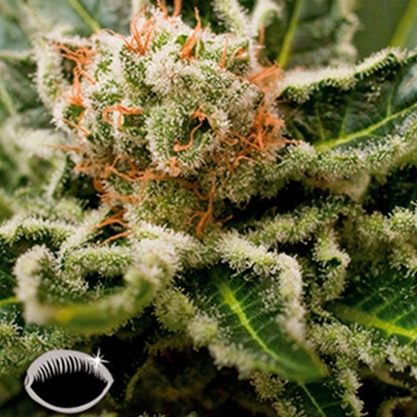 Voir Shark Attack Plante de marijuana