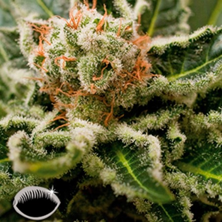 Shark Attack Plante de marijuana