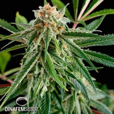 Royale Haze Plante de cannabis