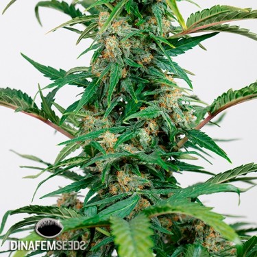Plante de cannabis Dinamed Autoflowering CBD
