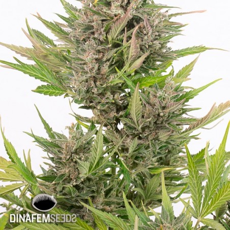 Critical + Autoflowering CBD Plante de marijuana