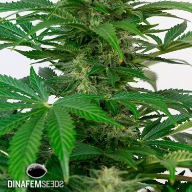 Haze Autoflowering CBD Plante de marijuana