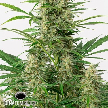 Plante de marijuana Sour Diesel Autoflowering