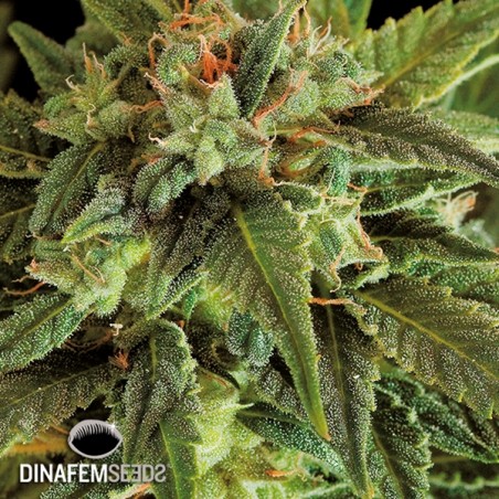 Fruit Autoflowering
