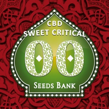 Sweet Critical CBD Plante de marijuana