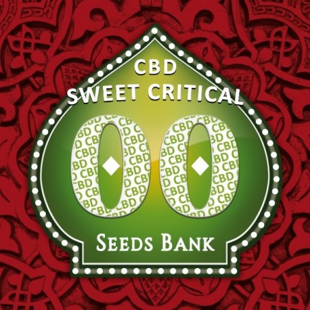 Sweet Critical CBD Plante de marijuana