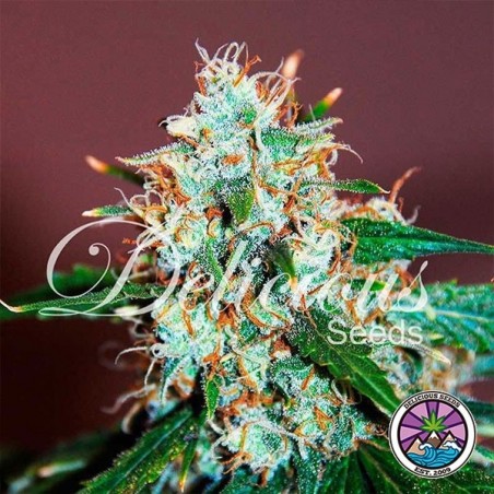Critical Neville Haze 2.0