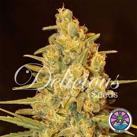 Critical Sensi Star