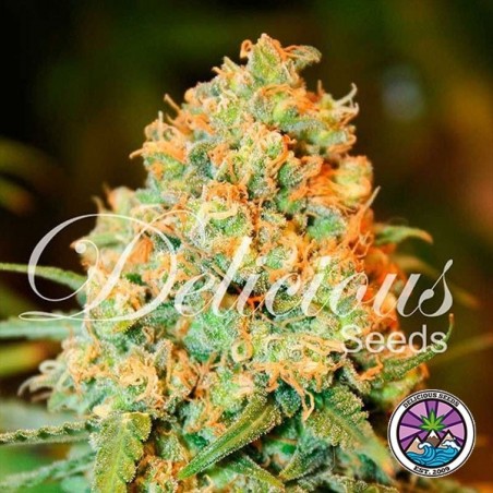 Plante de cannabis Critical Super Silver Haze