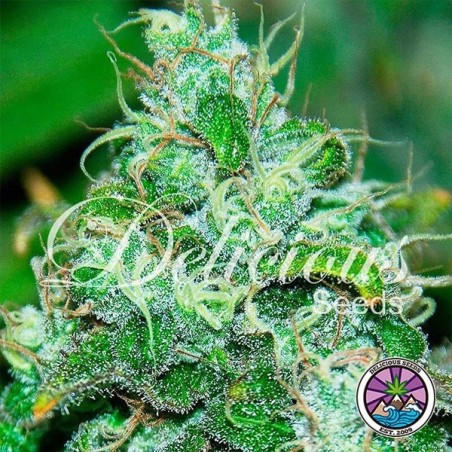 Fruity Chronic Juice