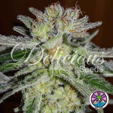 Northern Light Blue Plante de marijuana