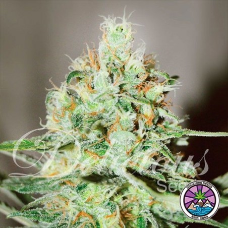 Jägg Kush Plante de marijuana