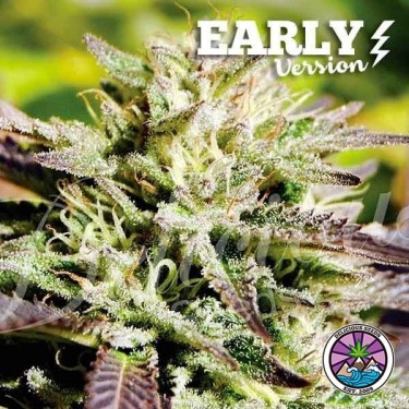 Caramelo Early Version