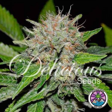 Plante de marijuana Deep Mandarine