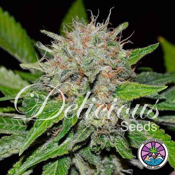 Voir Plante de marijuana Deep Mandarine