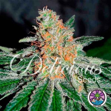 CBD Jam Plante de marijuana