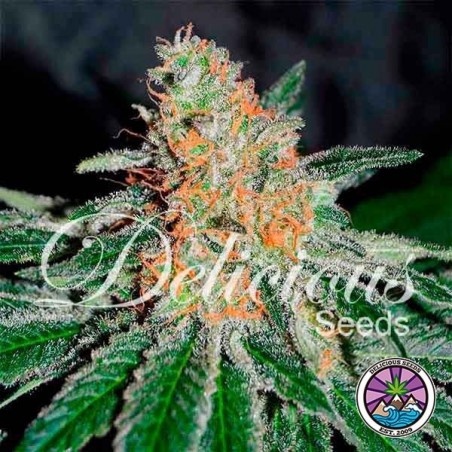 CBD Jam Plante de marijuana