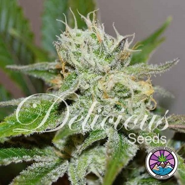 Original Juan Herer Plante de marijuana