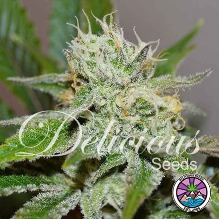 Original Juan Herer Plante de marijuana