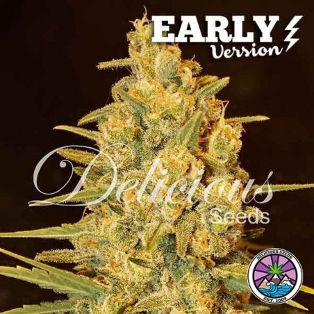 Plante de cannabis Critical Sensi Star Early Version