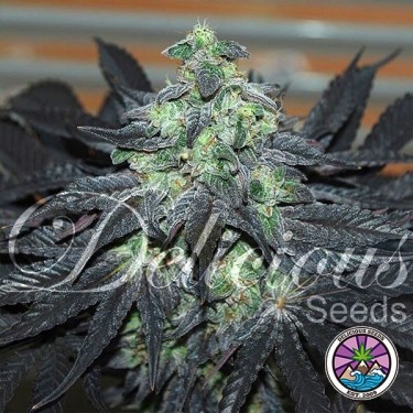 Plante de cannabis Golosa