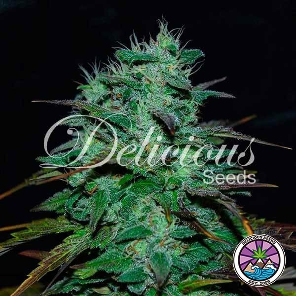 Voir Plante de marijuana Chocobang