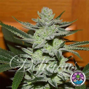Plante de marijuana Unknown Kush