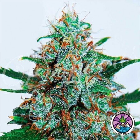 Plante de marijuana Critical Neville Haze Auto