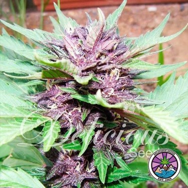 Plante de marijuana Auto Dark Purple